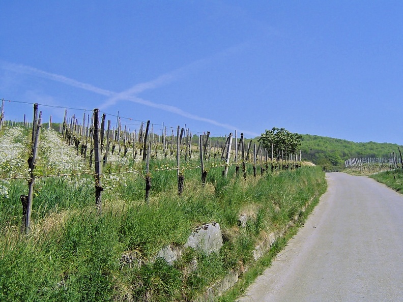 20070422 Haltingen am Weinberg