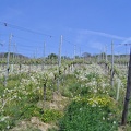 20070422_Haltingen_kein_Wein.jpg