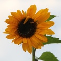 20110917 Sonnenblume