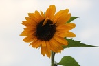 20110917 Sonnenblume