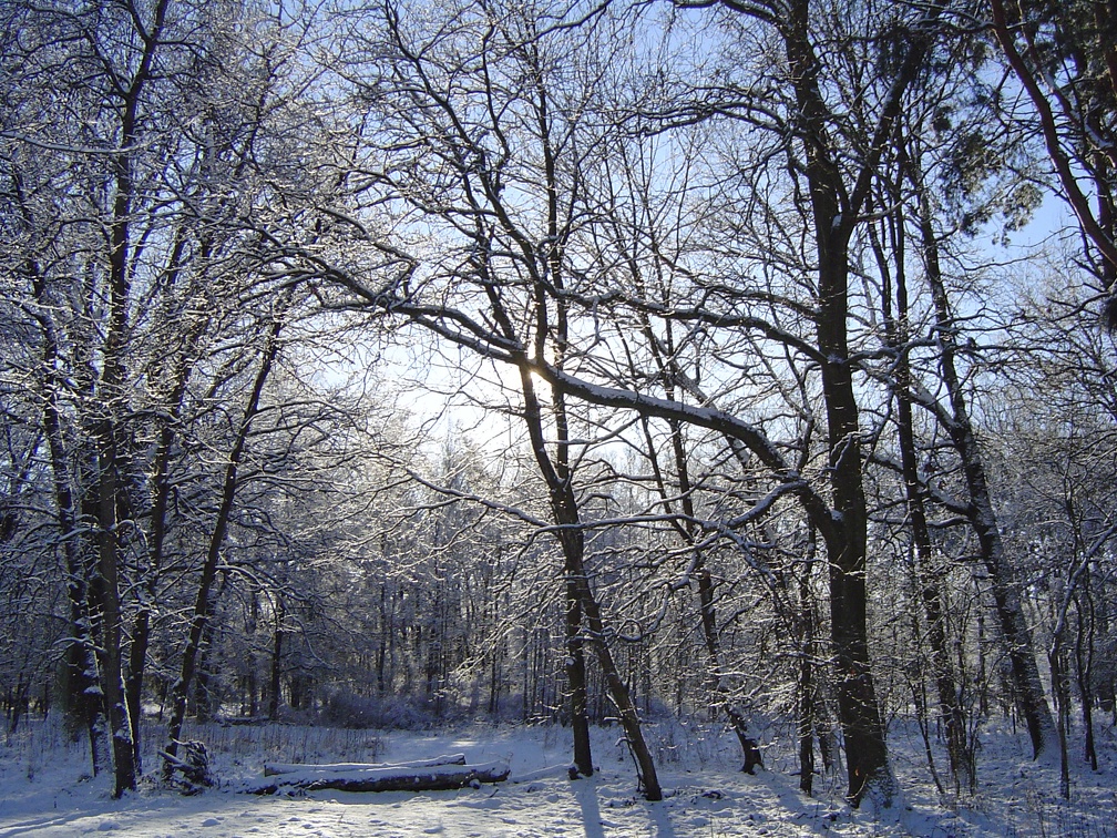 20090105 Lichtung