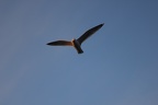 20120408 23 Warnemuende Moewe von oben herab