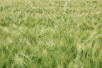 IMG 7823